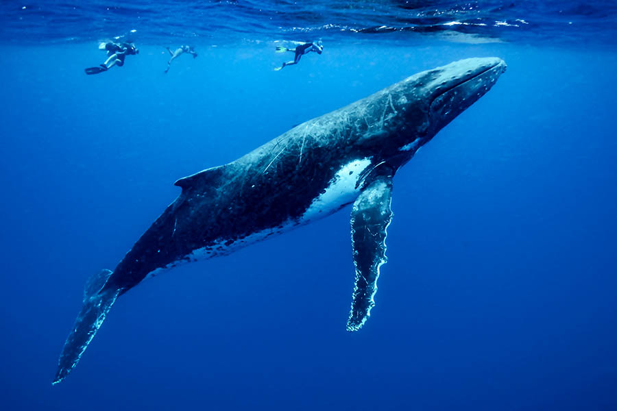 Moorea Expedition - Baleines & Dauphins