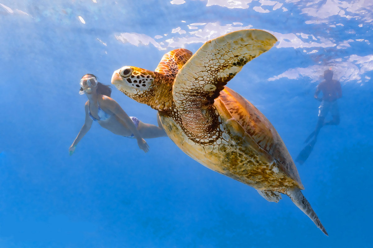 Moorea lagoon snorkeling