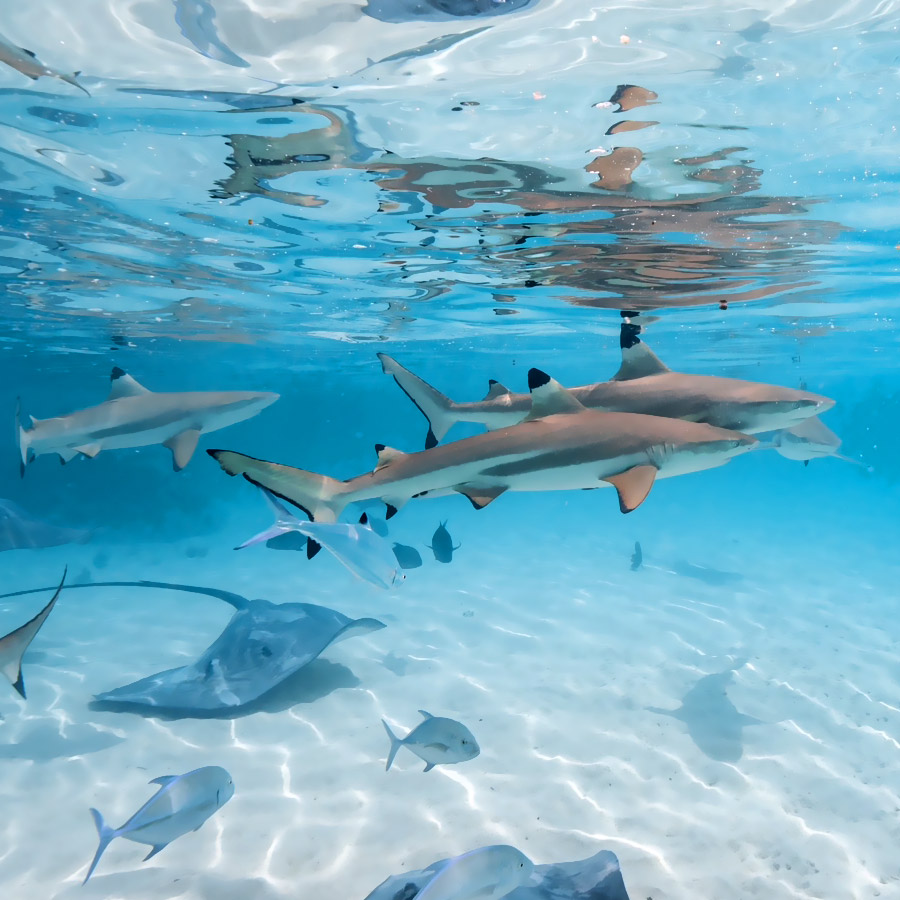 Moorea Snorkeling Safari