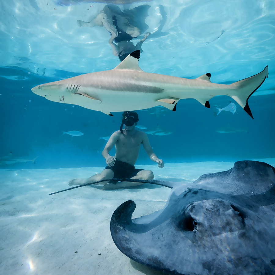 Moorea Snorkeling Safari